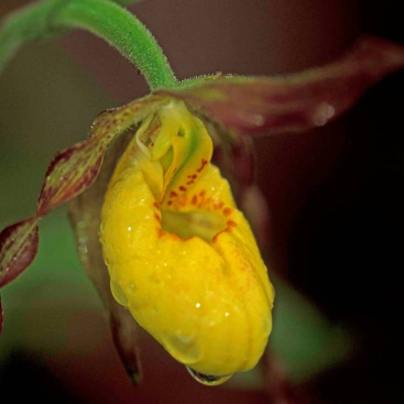 Yellow and maroon large orchid with water droplets on the flower